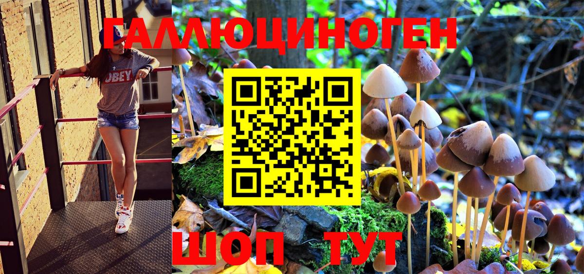 где найти   Вход с VPN  Заволжье  Галлюциногенные грибы Psilocybine cubensis 